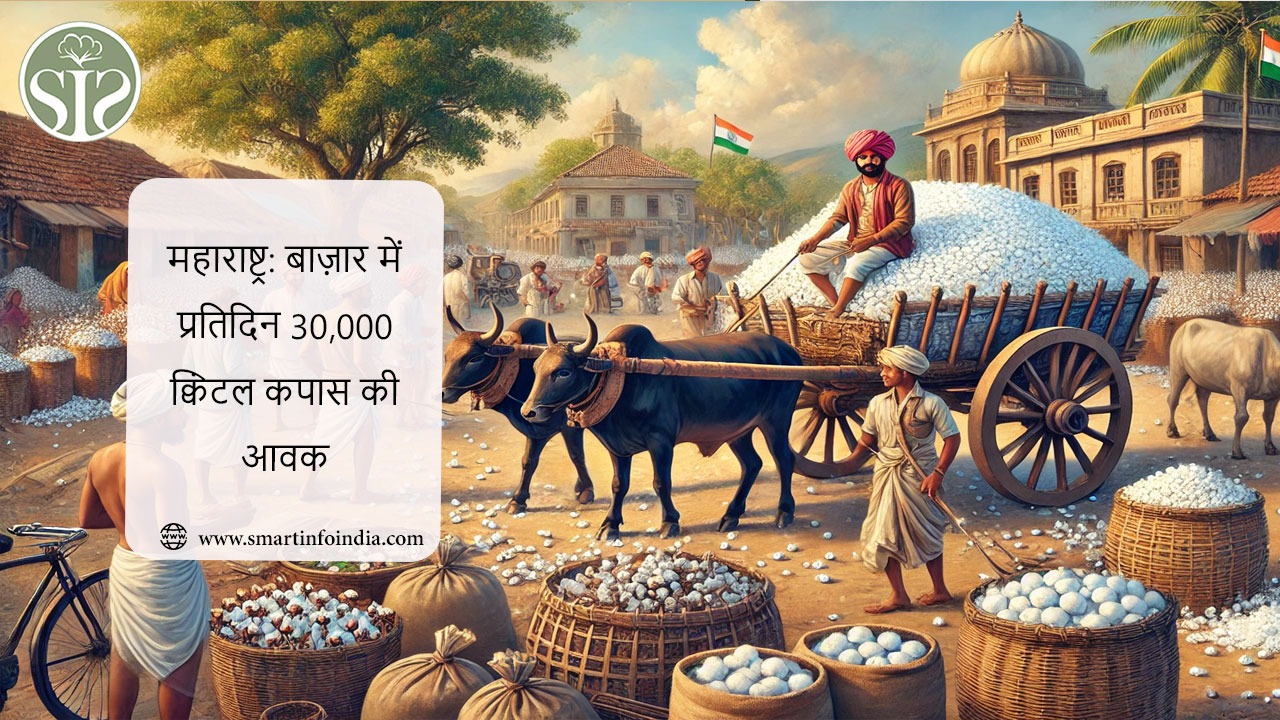 महाराष्ट्र: बाज़ार में प्रतिदिन 30,000 क्विंटल कपास की आवक
