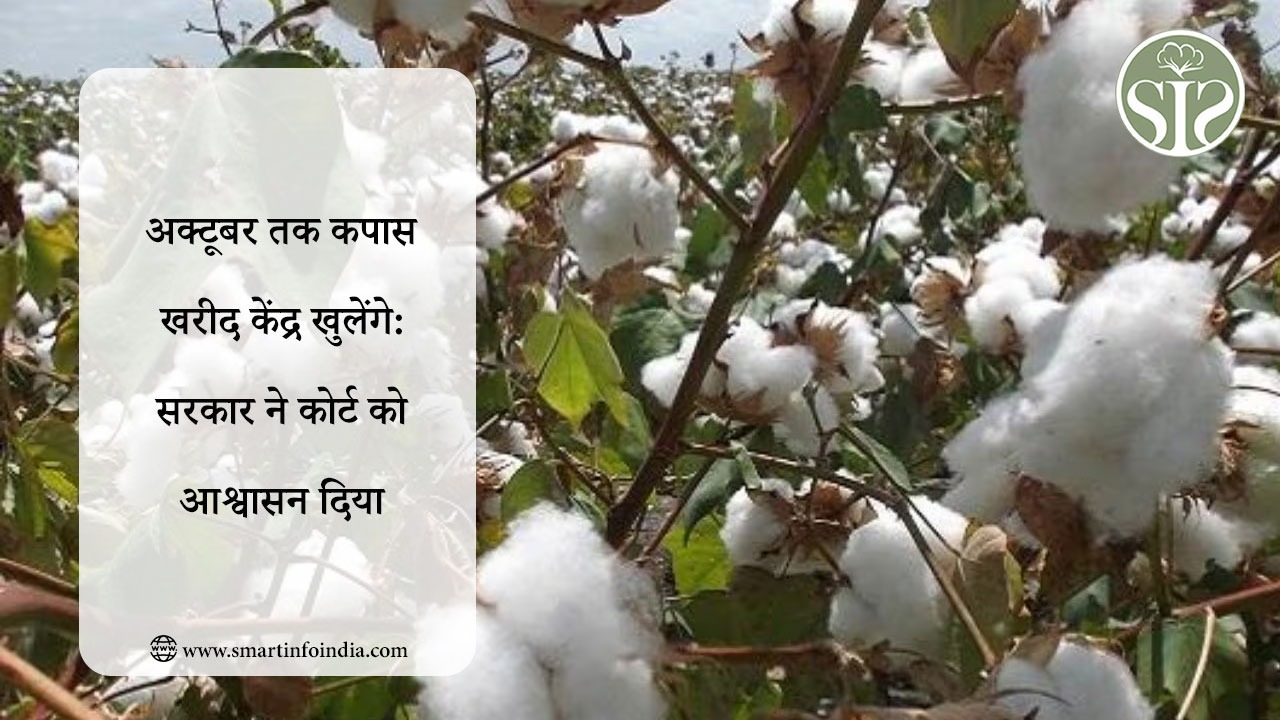 अक्टूबर तक कपास खरीद केंद्र खुलेंगे: सरकार ने कोर्ट को आश्वासन दिया