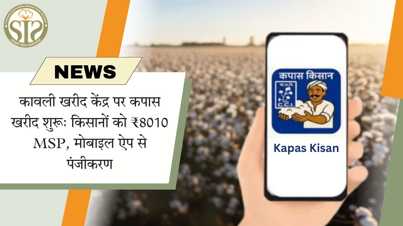 कावली में कपास खरीद शुरू, किसानों को ₹8010 MSP