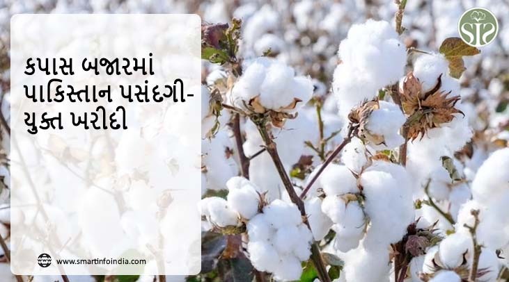 કપાસ બજારમાં પાકિસ્તાન પસંદગીયુક્ત ખરીદી