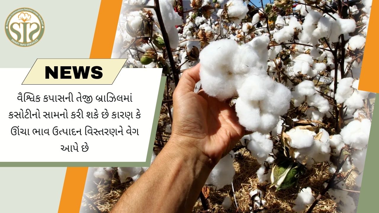 વૈશ્વિક કપાસ બજારની તેજીને બ્રાઝિલના વધતા ઉત્પાદનથી પડકાર, 2027 પર નજર