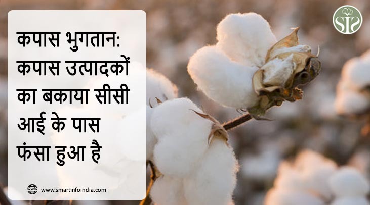 कपास भुगतान: कपास उत्पादकों का बकाया सीसीआई के पास फंसा हुआ है