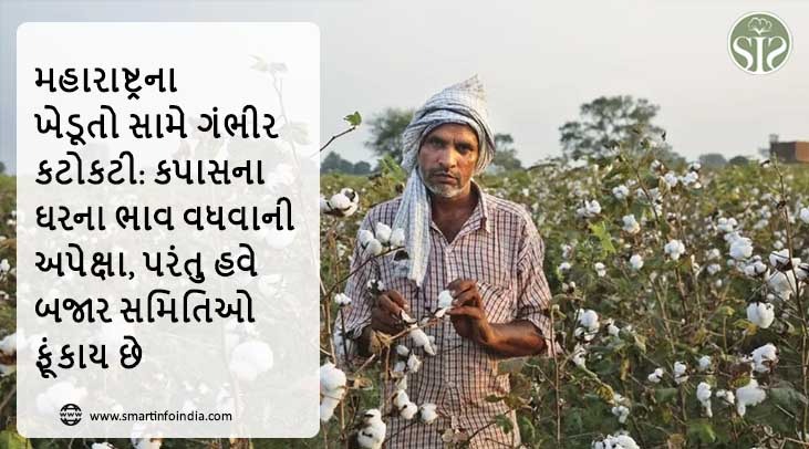 મહારાષ્ટ્રના ખેડૂતો સામે ગંભીર કટોકટી: કપાસના ઘરો ભાવવધારાની અપેક્ષા રાખતા હતા, પરંતુ હવે બજાર સમિતિઓ ફૂંકાય છે