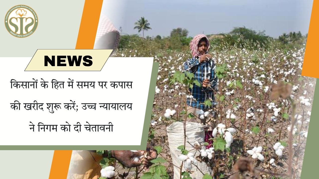 किसानों के हित में समय पर कपास की खरीद शुरू करें; उच्च न्यायालय ने निगम को दी चेतावनी