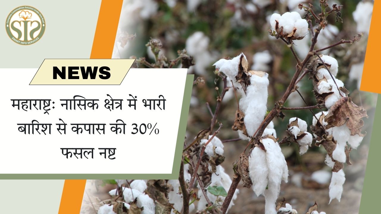 नासिक में भारी बारिश से कपास की 30% फसल नष्ट।
