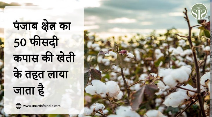 50% of Punjab area is brought under cotton cultivation.