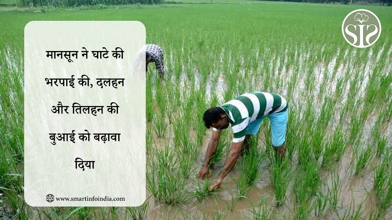 मानसून ने घाटे की भरपाई की, दलहन और तिलहन की बुआई को बढ़ावा दिया