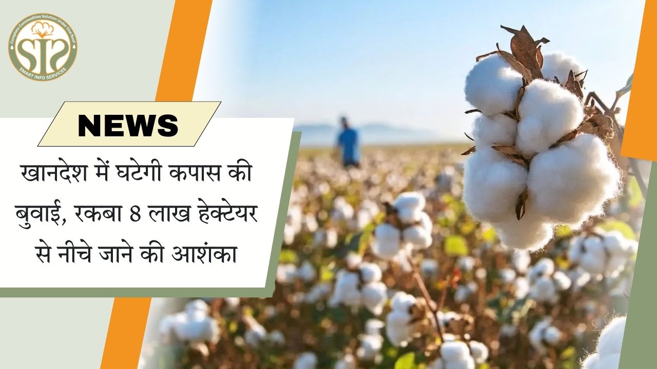 खंडेश में कपास की खेती का रकबा 8 लाख हेक्टेयर से नीचे रहने की संभावना