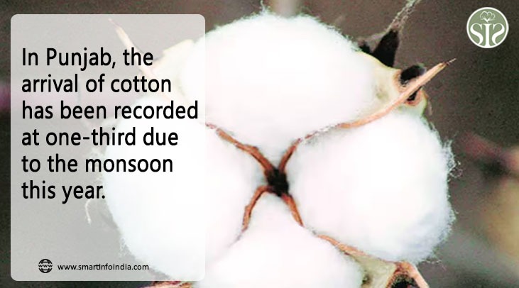 The arrival of cotton in Punjab has been recorded 1/3 of that of last year.