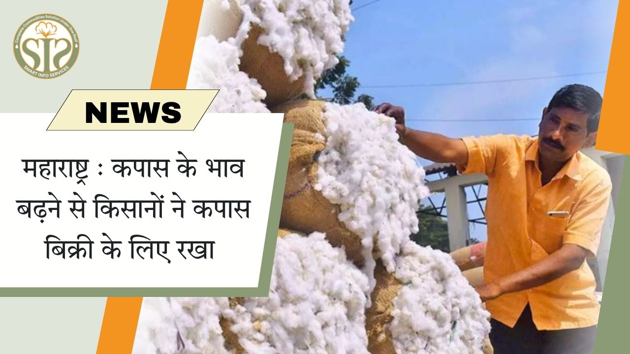 महाराष्ट्र: कपास की कीमतें बढ़ने पर किसानों ने कपास की बिक्री शुरू की