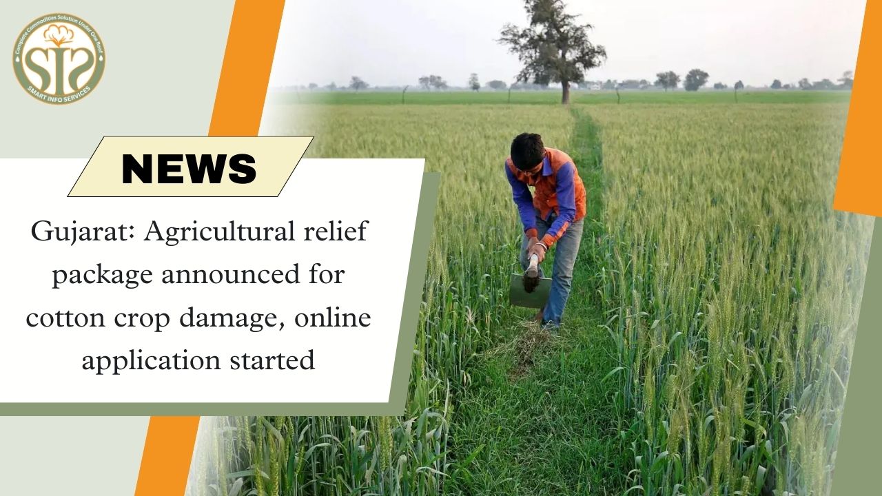 Gujarat: Relief package on cotton crop loss, applications started