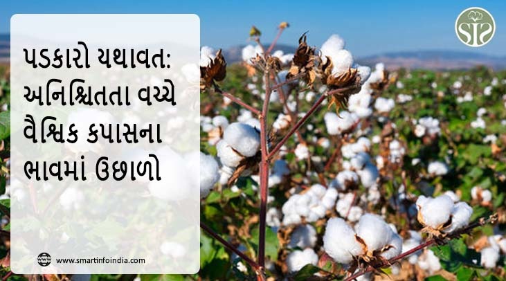 પડકારો રહે છે: અનિશ્ચિતતા વચ્ચે વૈશ્વિક કપાસના ભાવ વધે છે