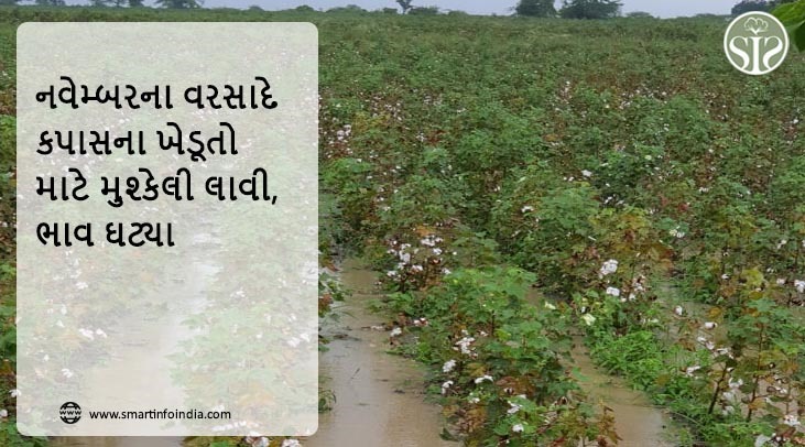 નવેમ્બરના વરસાદે કપાસના ખેડૂતો માટે મુશ્કેલી લાવી, ભાવ ઘટ્યા