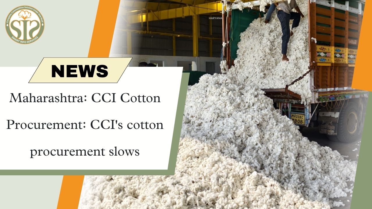 CCI's cotton procurement slows