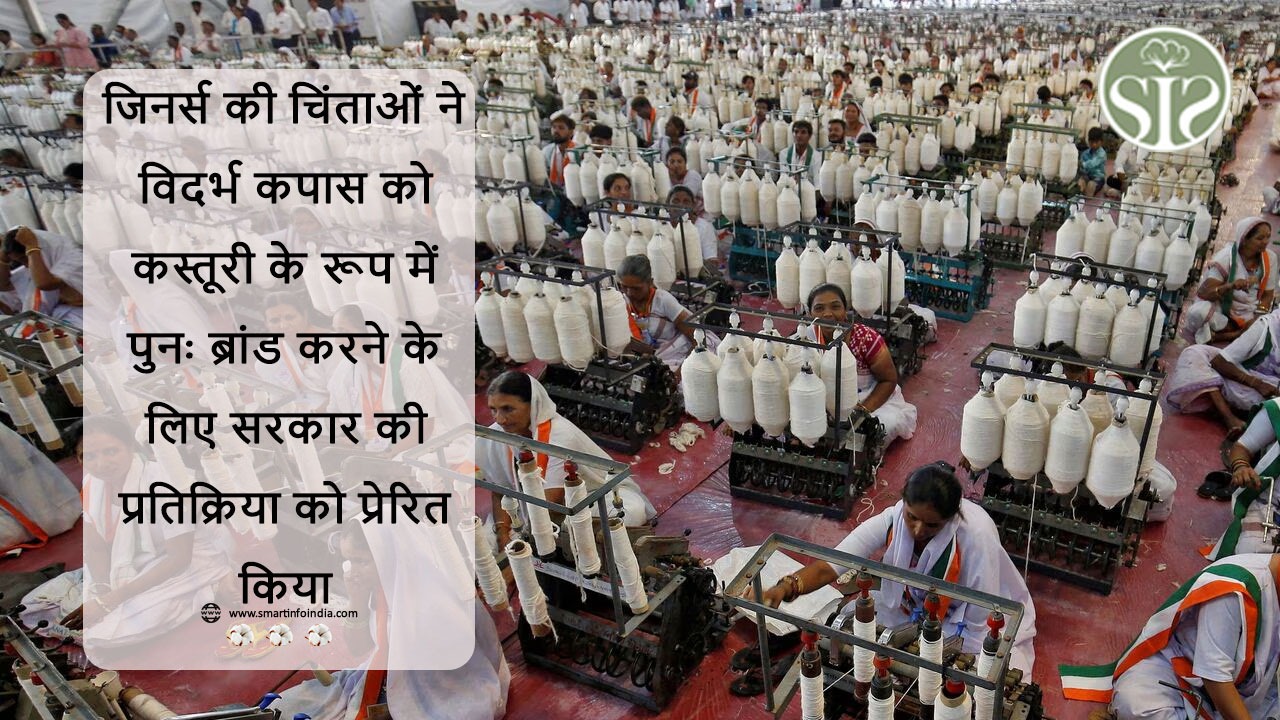 जिनर्स की चिंताओं ने विदर्भ कपास को कस्तूरी के रूप में पुनः ब्रांड करने के लिए सरकार की प्रतिक्रिया को प्रेरित किया