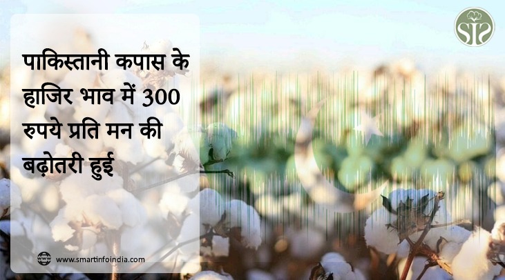 पाकिस्तानी कपास के हाजिर भाव में 300 रुपये प्रति मन की बढ़ोतरी हुई