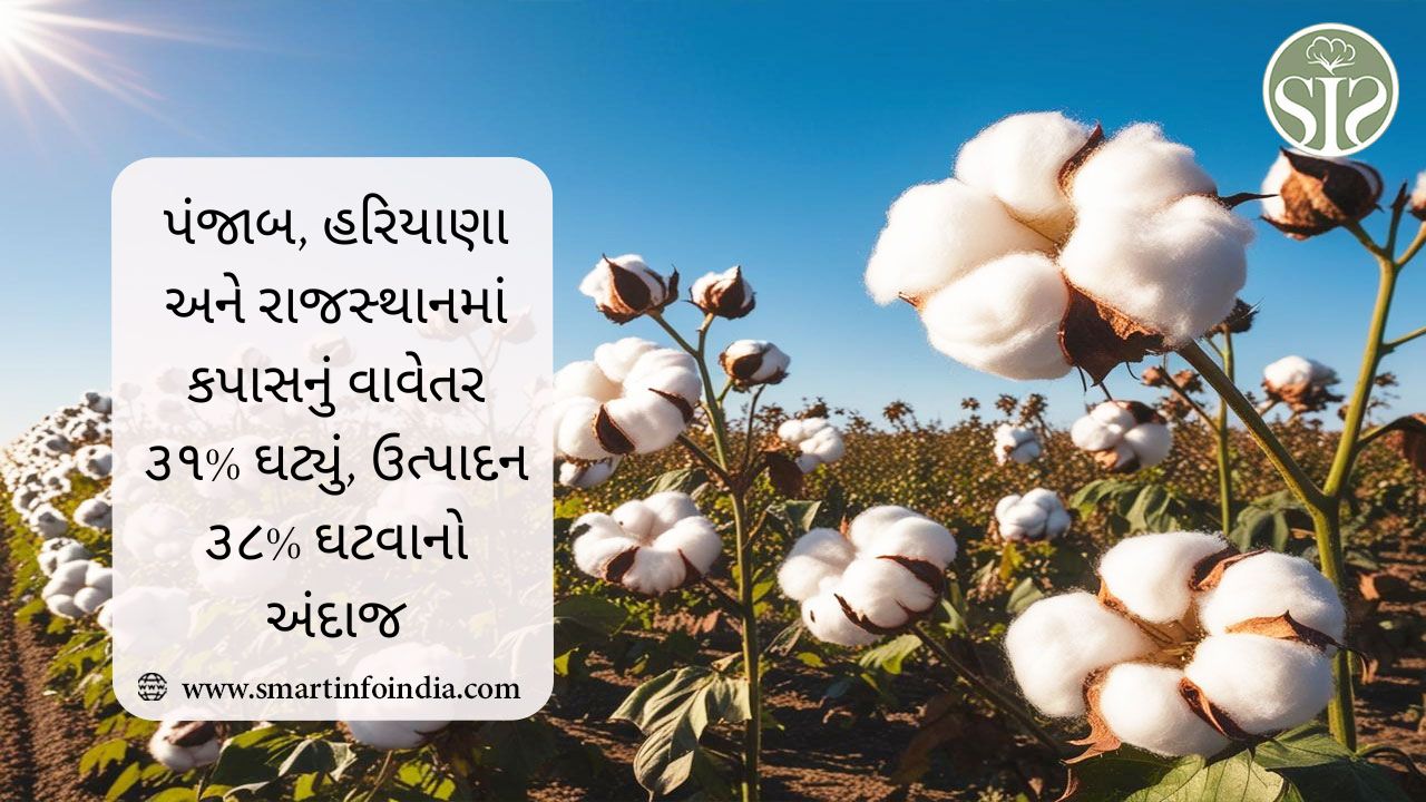 પંજાબ, હરિયાણા અને રાજસ્થાનમાં કપાસનું વાવેતર 31% ઘટ્યું, ઉપજમાં 38% ઘટાડો થવાનો અંદાજ