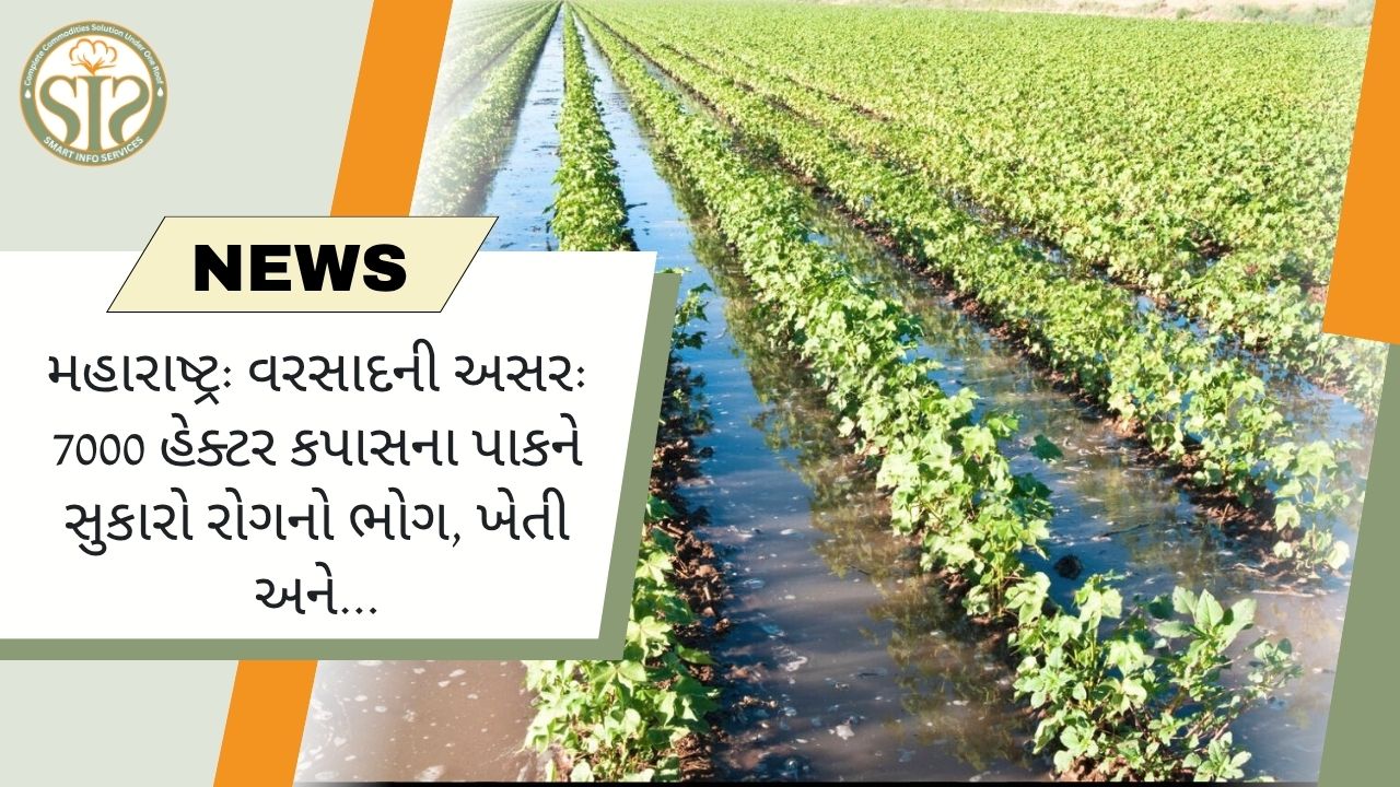 મહારાષ્ટ્ર: વરસાદને કારણે 7000 હેક્ટર કપાસના પાકને સુકારોથી અસર થઈ