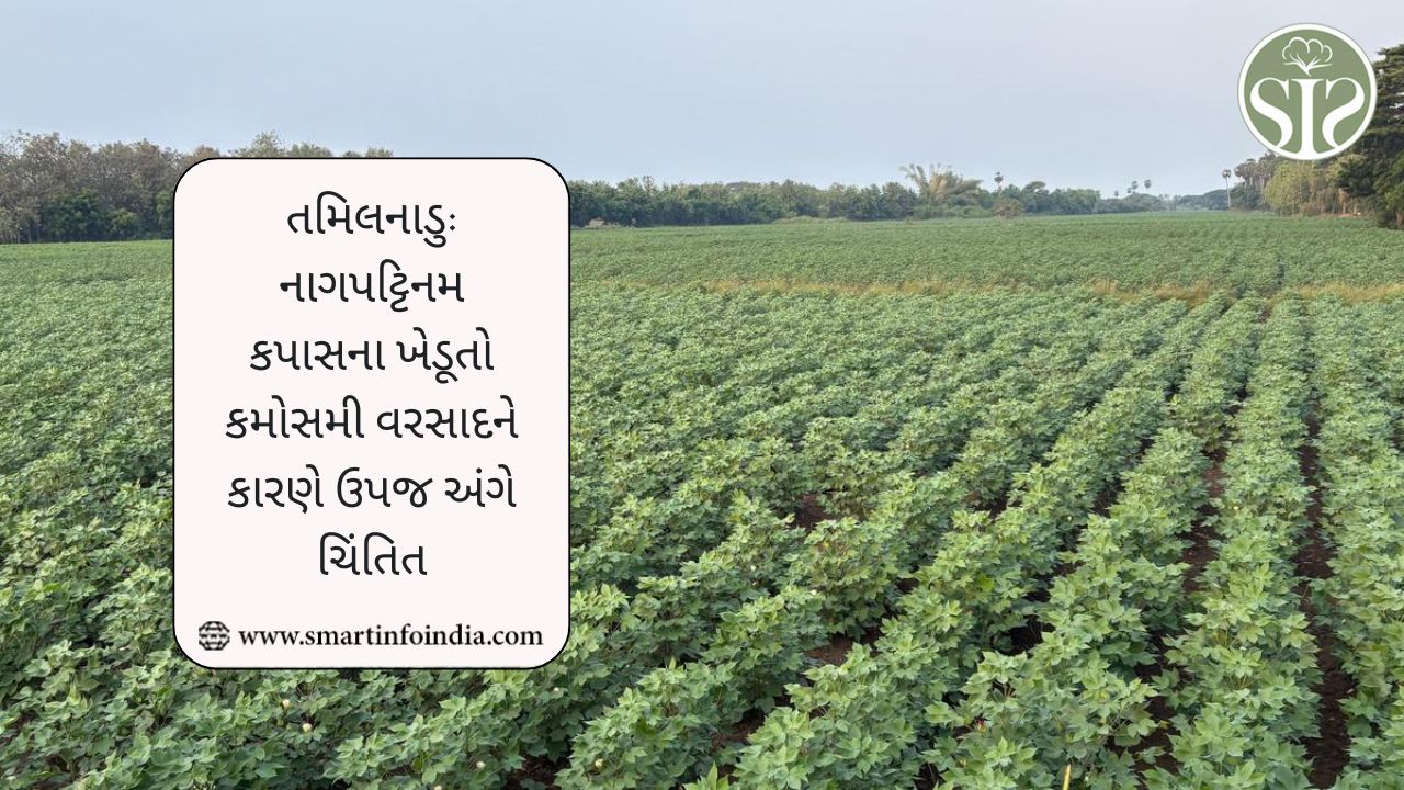 તમિલનાડુ: નાગપટ્ટિનમ કપાસના ખેડૂતો કમોસમી વરસાદને કારણે ઉપજ અંગે ચિંતિત