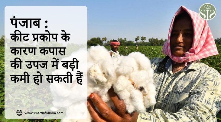 पंजाब : कीट प्रकोप के कारण कपास की उपज में बड़ी कमी हो सकती हे