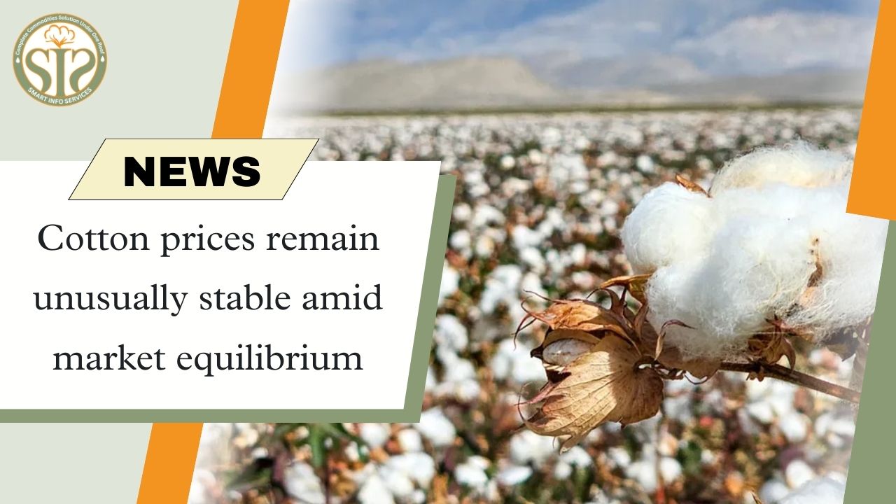Cotton prices remained stable despite market equilibrium.