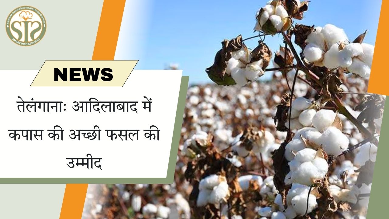 तेलंगाना: आदिलाबाद में कपास की अच्छी फसल की उम्मीद