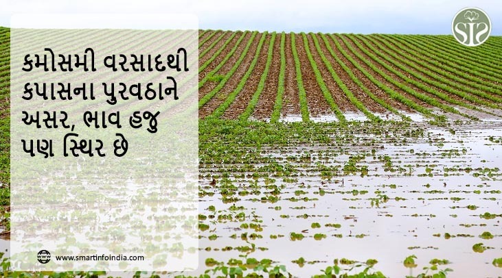 કમોસમી વરસાદથી કપાસના પુરવઠાને અસર, ભાવ હજુ પણ સ્થિર છે
