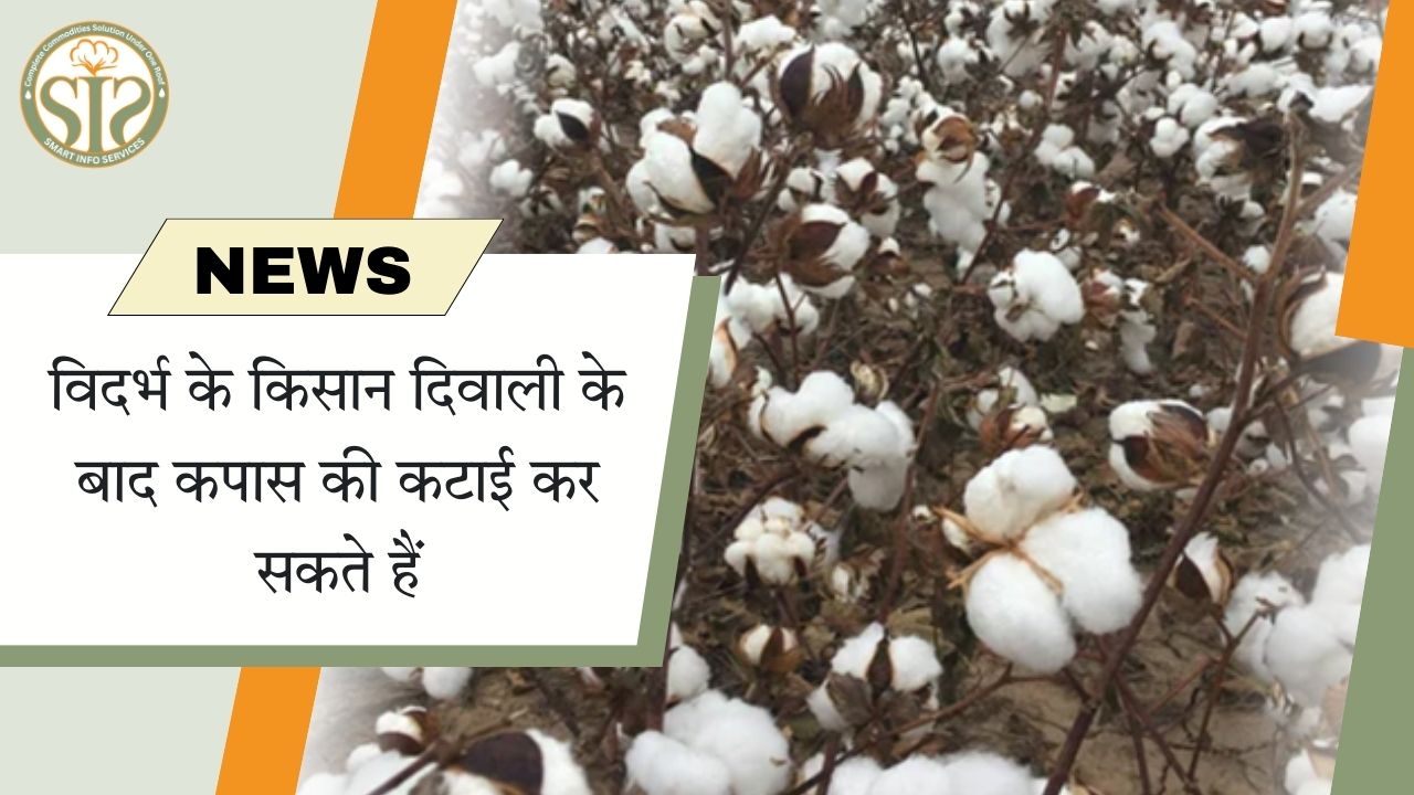 दिवाली के बाद विदर्भ में कपास की कटाई