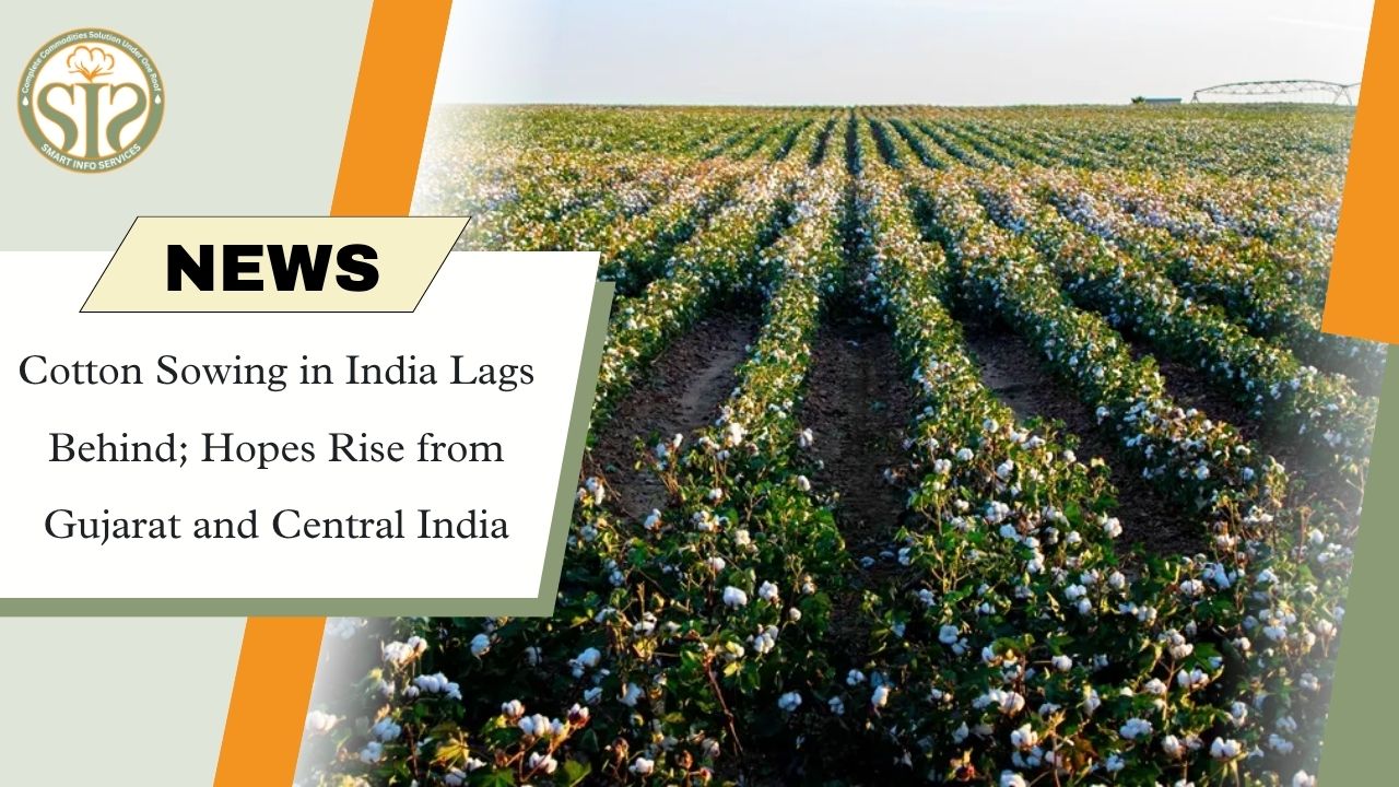 Cotton Sowing Trails Last Year’s Pace
