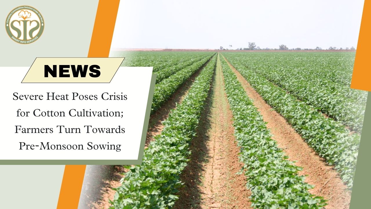 Cotton Cultivation in Crisis Due to Extreme Heat; Pre-Monsoon Sowing Increases