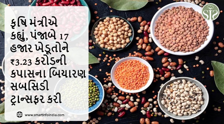 કૃષિ મંત્રીએ કહ્યું, પંજાબે 17 હજાર ખેડૂતોને ₹3.23 કરોડની કપાસના બિયારણ સબસિડી ટ્રાન્સફર કરી