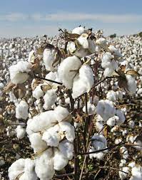 Strong export sales data, cotton at 3-week high on weak dollar