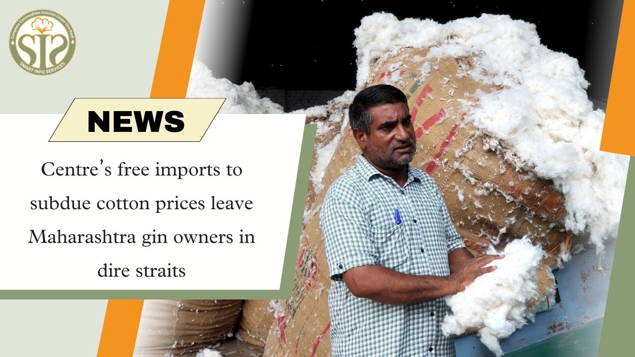 Free import policy puts Maharashtra's cotton owners in trouble