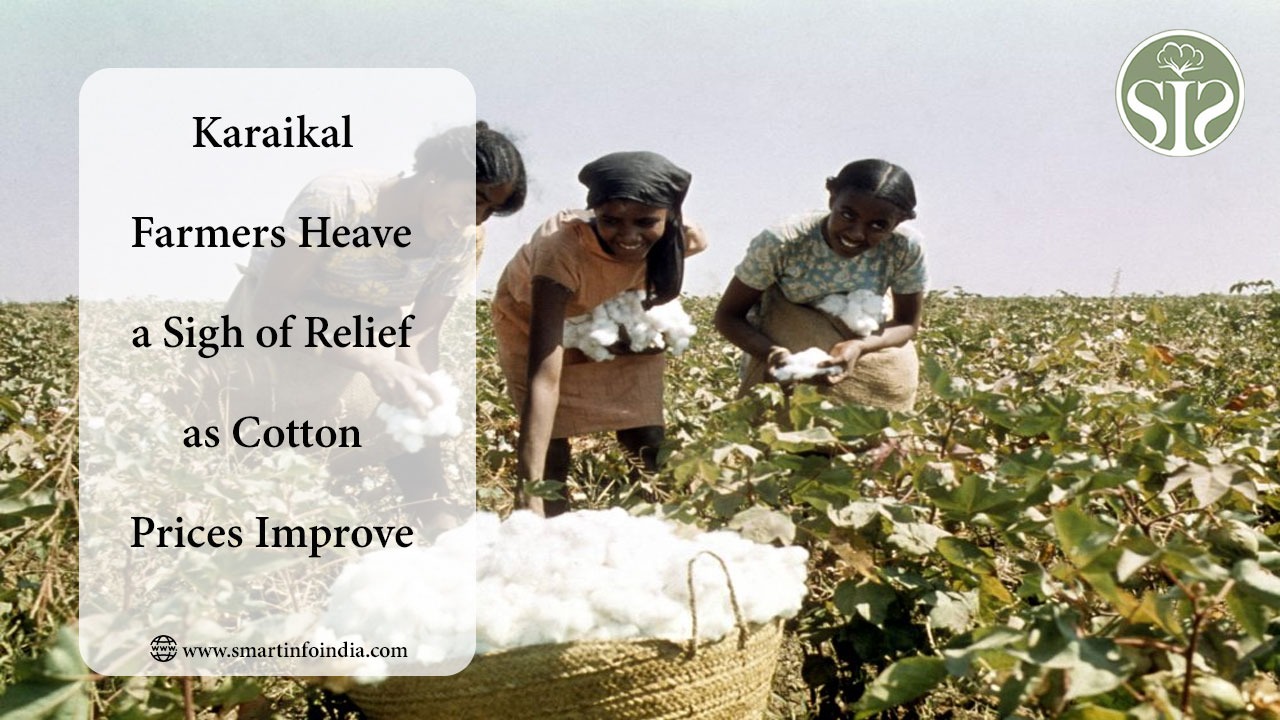 Farmers in Karaikal Feel Relieved as Cotton Prices Rise