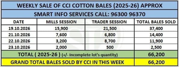 CCIએ કપાસના ભાવ પ્રતિ કેન્ડી ₹600 વધાર્યા, સાપ્તાહિક વેચાણ 66,200 ગાંસડી