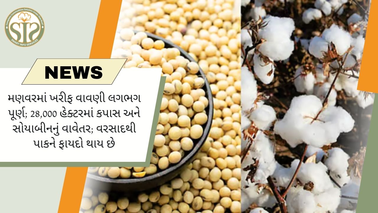 મનાવરમાં ખરીફ વાવણી પૂર્ણતાની નજીક, 28 હજાર હેક્ટરમાં કપાસ અને સોયાબીનનું વાવેતર