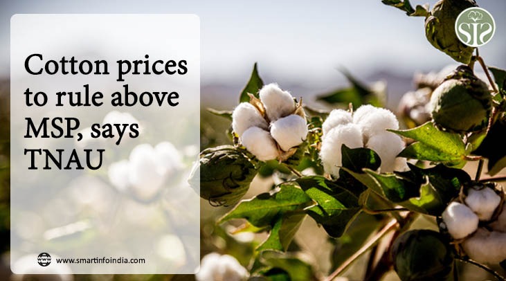 TNAU says cotton prices will remain above MSP