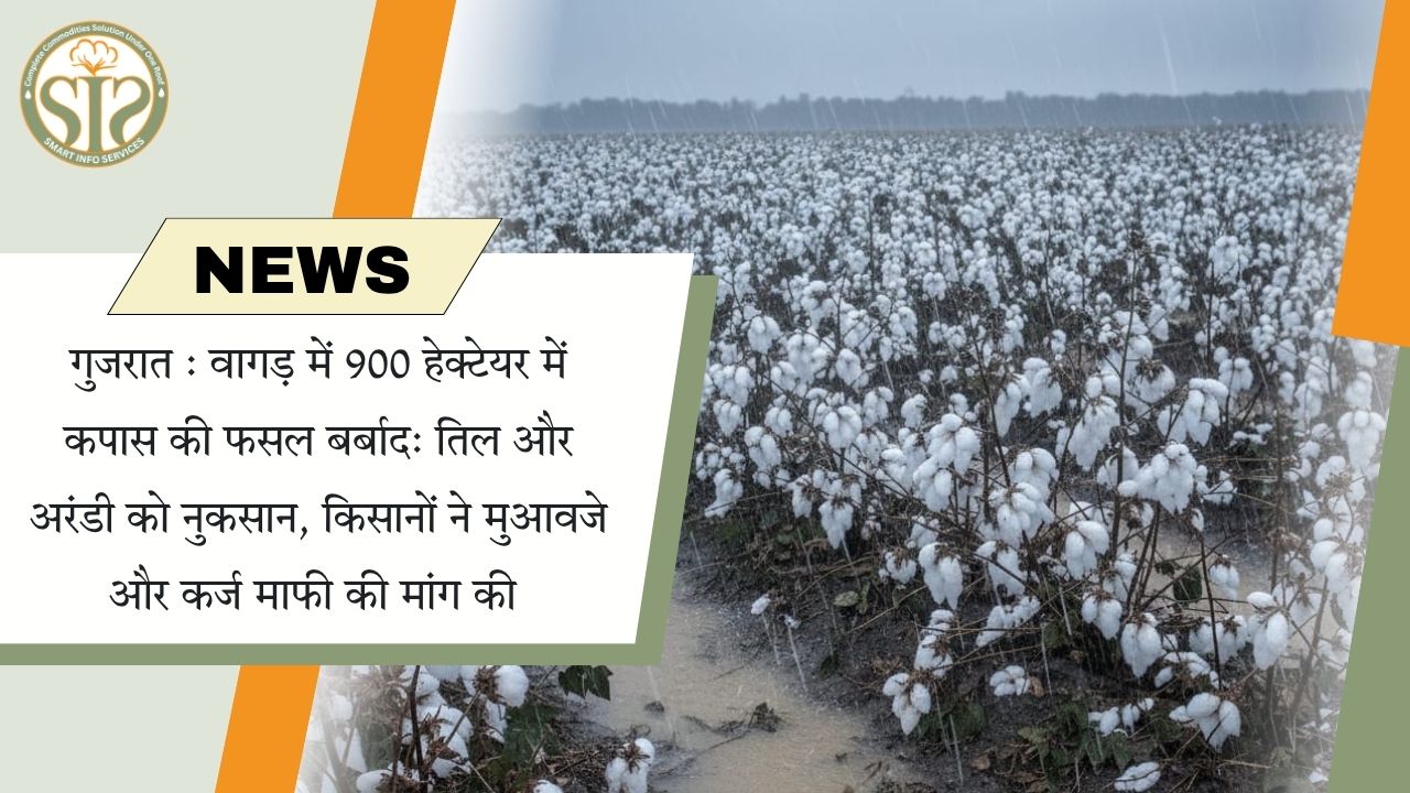 वागड़ में 900 हेक्टेयर कपास फसल बर्बाद, किसानों ने मुआवजा मांगा