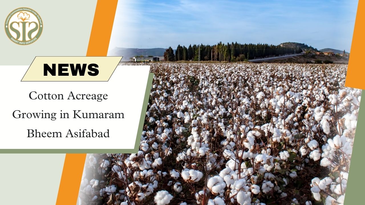 Cotton Acreage Rises in Asifabad