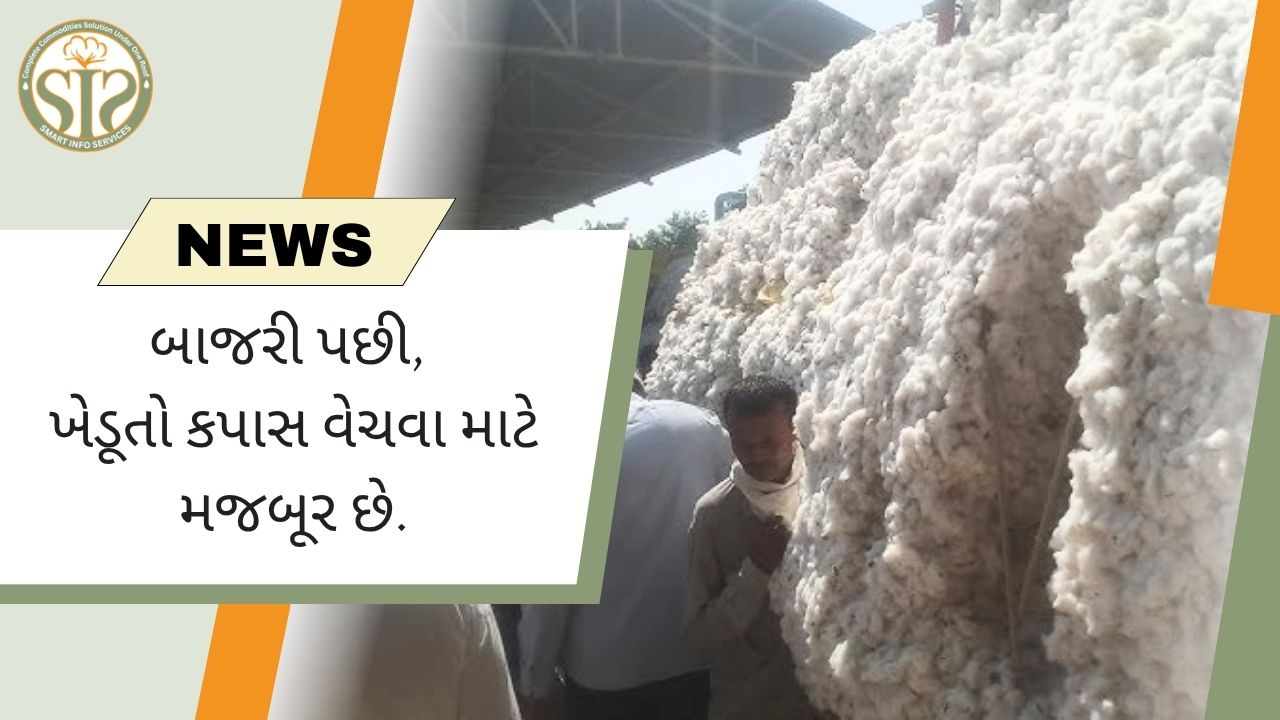 ખેડૂતો કપાસ વેચવા મજબૂર છે