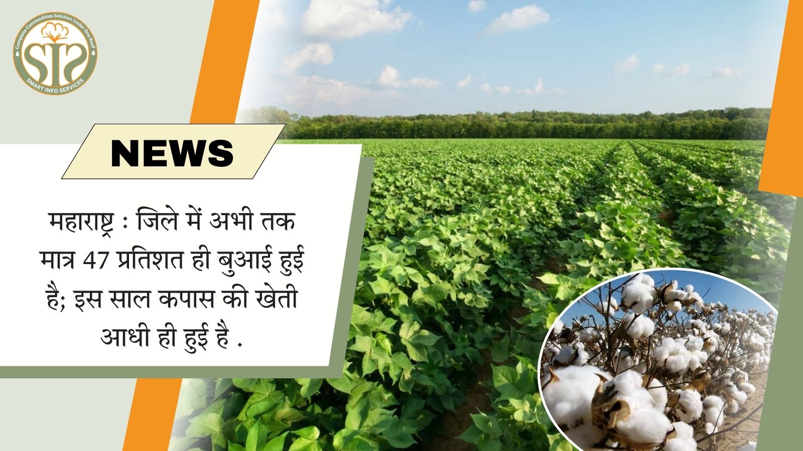 महाराष्ट्र में कपास की बुवाई 47% के आंकड़े पर पहुंची