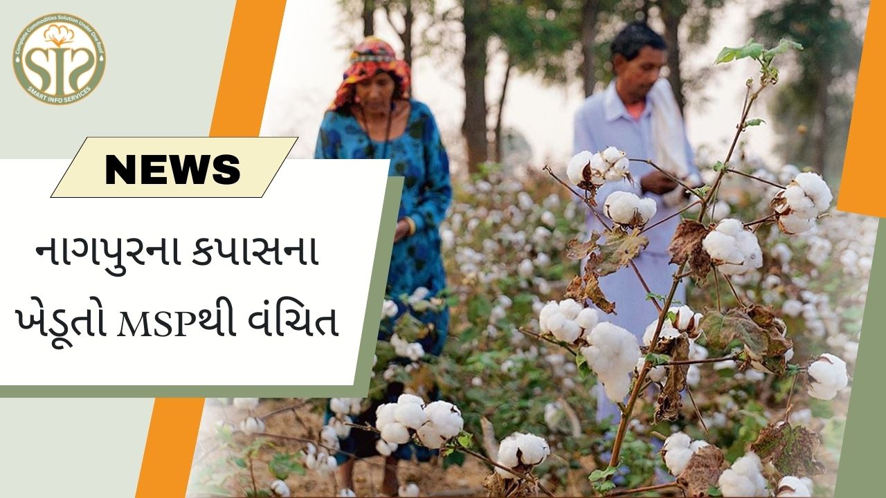 નાગપુરના કપાસના ખેડૂતો MSPથી વંચિત