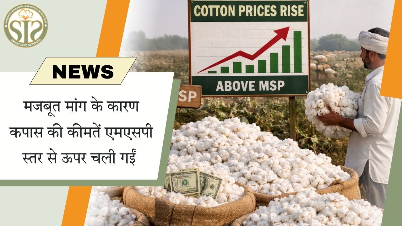 मजबूत मांग से कपास कीमतें MSP से ऊपर