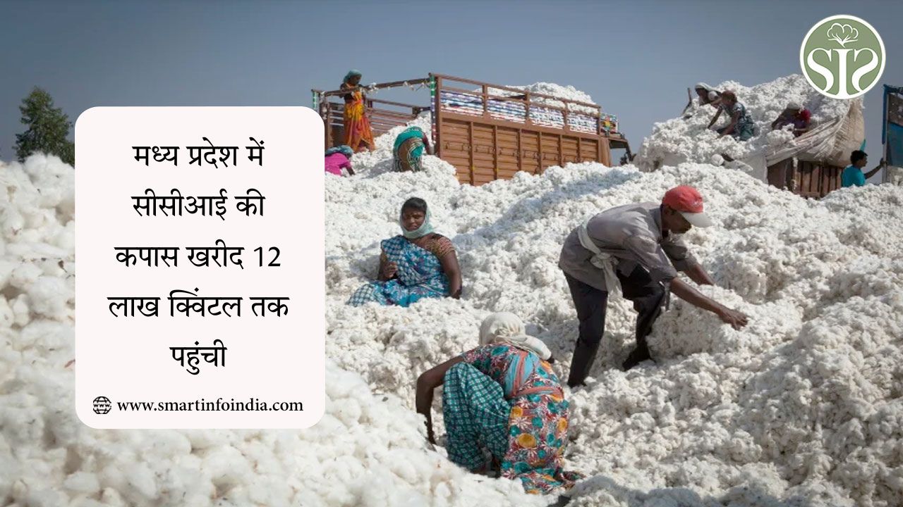 मध्य प्रदेश में सीसीआई की कपास खरीद 12 लाख क्विंटल तक पहुंची.