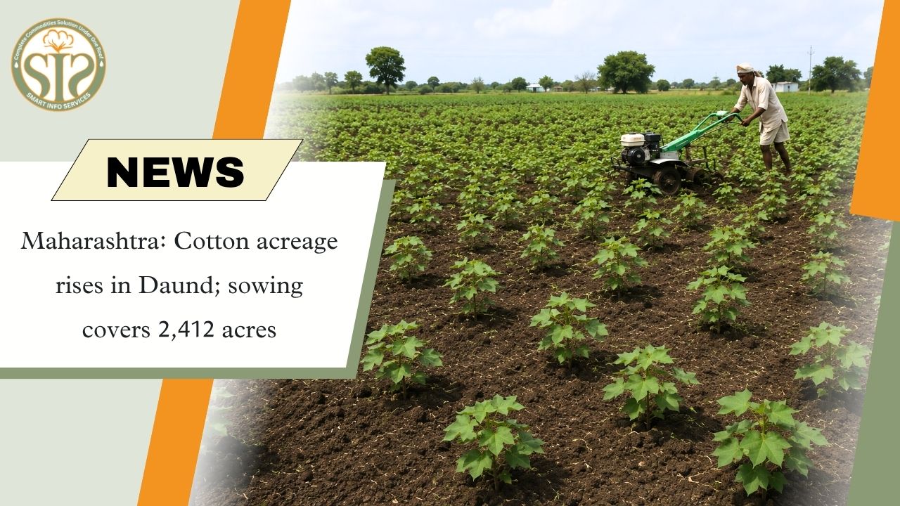 Daund Cotton Acreage Reaches 2,412 Acres