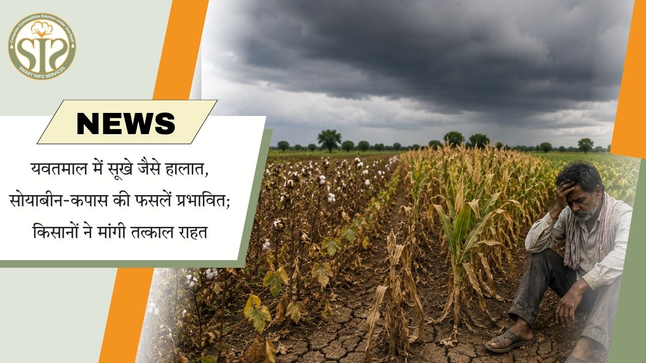 यवतमाल में सूखे जैसे हालात, कपास-सोयाबीन प्रभावित