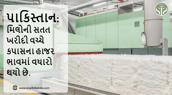 પાકિસ્તાન: મિલોની સતત ખરીદી વચ્ચે કપાસના હાજર ભાવમાં વધારો થયો છે.