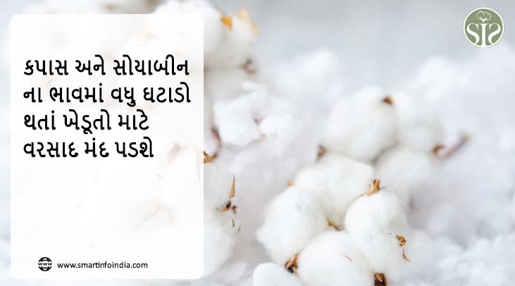 વરસાદથી ખેડૂતોને રાહત, કપાસ અને સોયાબીનના ભાવમાં વધુ ઘટાડો