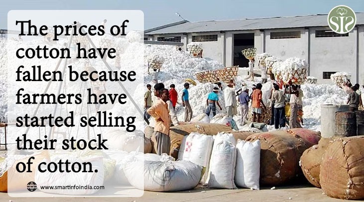 Cotton prices fall as farmers start selling stocked cotton
