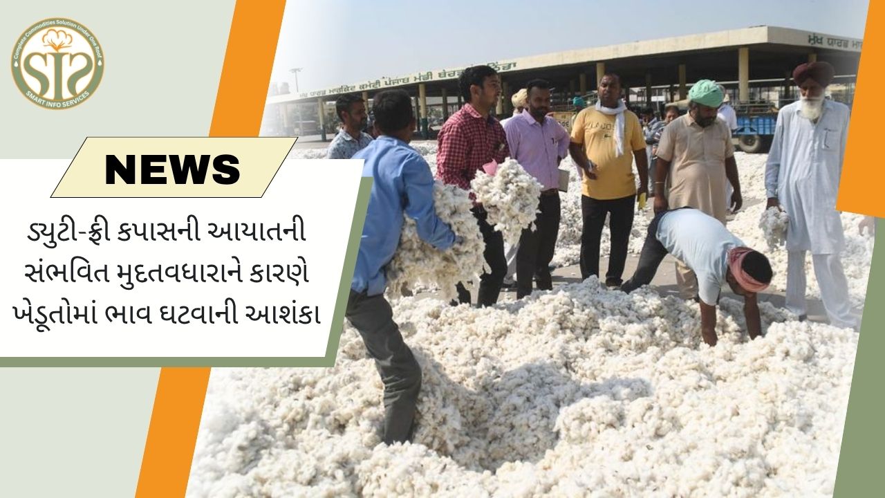 વિદર્ભમાં કપાસના ભાવ ઘટવાની ભીતિ